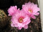 Gymnocalycium weissianum (seeds)